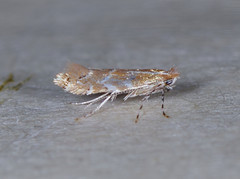 Cremastobombycia solidaginis