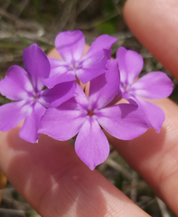Phlox amoena
