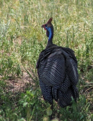 Numida meleagris reichenowi