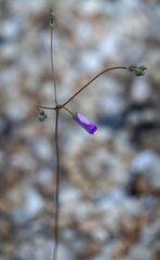 Phemeranthus calcaricus