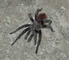 Dugesiella anitahoffmannae