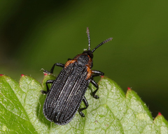 Odontota scapularis