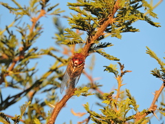 Fidicinoides ferruginosa