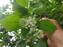 Crataegus macracantha