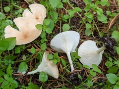 Infundibulicybe squamulosa