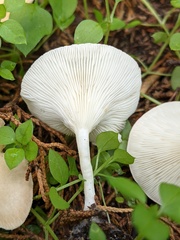 Infundibulicybe squamulosa