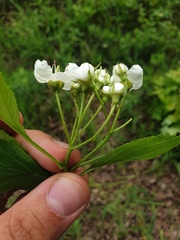 Crataegus macracantha