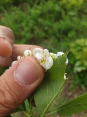 Crataegus macracantha