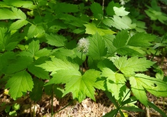 Actaea spicata