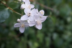 Philadelphus lewisii