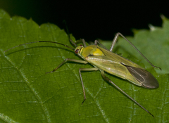 Calocoris alpestris