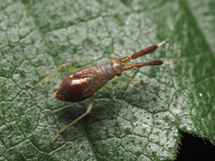 Heterotoma