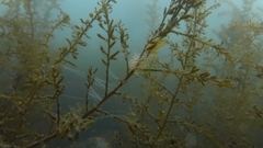 Aulorhynchus flavidus