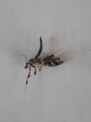 Lineodes interrupta
