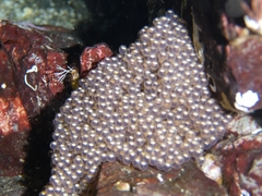 Hexagrammos decagrammus