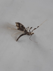 Lineodes interrupta