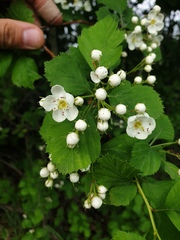Crataegus macracantha