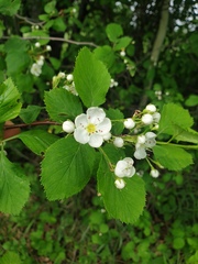 Crataegus macracantha