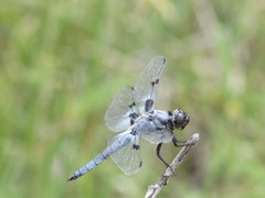 Libellula nodisticta