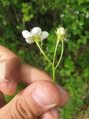 Crataegus macracantha