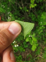 Crataegus macracantha