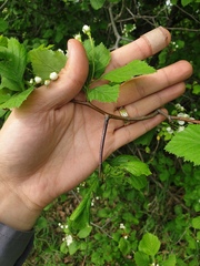 Crataegus macracantha