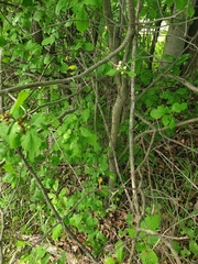 Crataegus macracantha