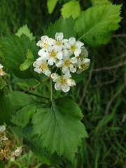 Crataegus chrysocarpa chrysocarpa