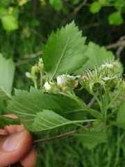 Crataegus chrysocarpa chrysocarpa