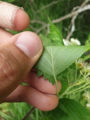 Crataegus chrysocarpa chrysocarpa