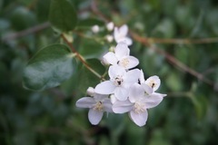 Philadelphus lewisii