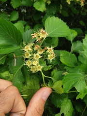 Crataegus chrysocarpa chrysocarpa