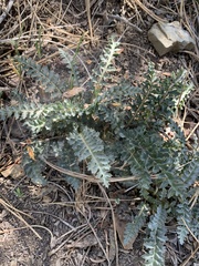 Pedicularis semibarbata charlestonensis