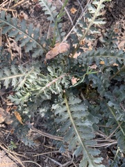 Pedicularis semibarbata charlestonensis