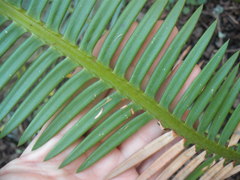 Dioon