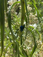 Chrysochus cobaltinus