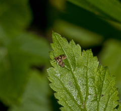 Trichomyia urbica