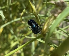 Chrysochus cobaltinus