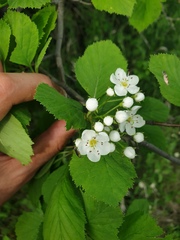 Crataegus macracantha