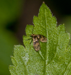 Trichomyia urbica