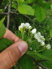 Crataegus macracantha