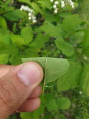 Crataegus macracantha