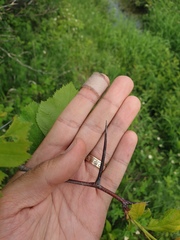 Crataegus macracantha
