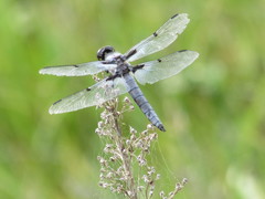 Libellula nodisticta