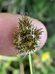 Carex microptera