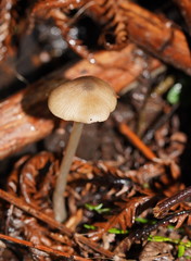 Entoloma brevispermum