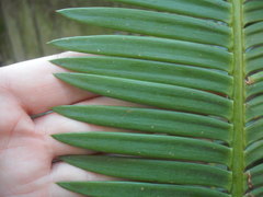 Dioon