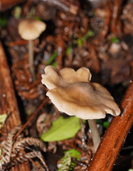 Entoloma brevispermum