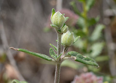 Monardella hypoleuca
