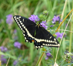 Papilio indra